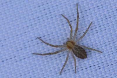 <i>Philodromus</i>