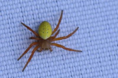 <i>Araniella</i>