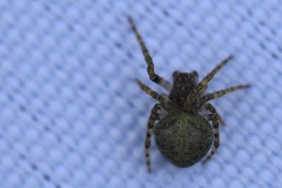 <i>Gibbaranea gibbosa</i>