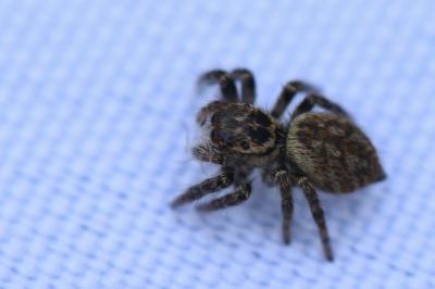 <i>Carrhotus xanthogramma</i>