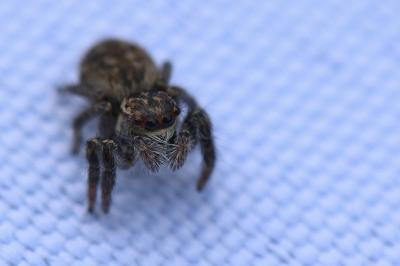 Carrhotus xanthogramma