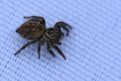 <i>Carrhotus xanthogramma</i>