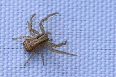 <i>Xysticus ulmi</i>