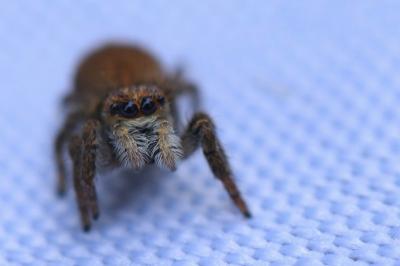 <i>Carrhotus xanthogramma</i>