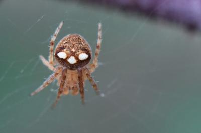 <i>Araneus</i>