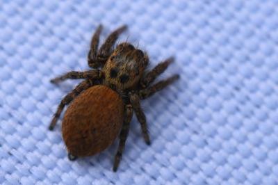 <i>Carrhotus xanthogramma</i>