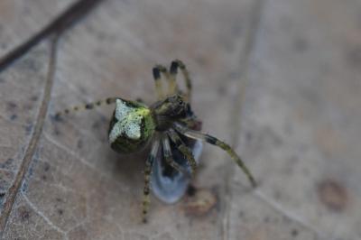 <i>Gibbaranea gibbosa</i>