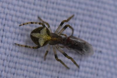 <i>Gibbaranea gibbosa</i>