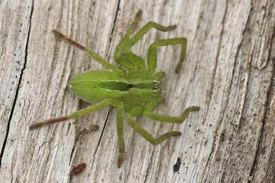 <i>Micrommata ligurina</i>