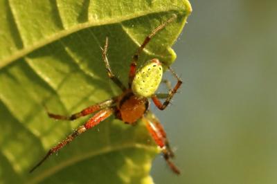<i>Araniella</i>
