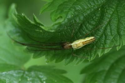 <i>Tetragnatha</i>