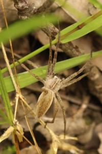 Pisaura mirabilis