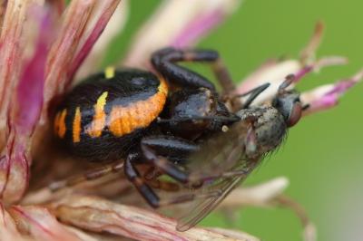 Synema globosum