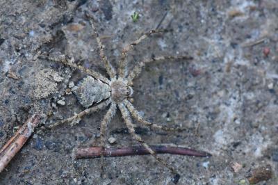 <i>Philodromus</i>