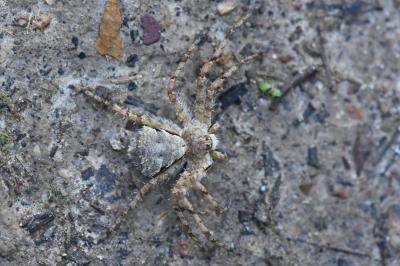 <i>Philodromus</i>