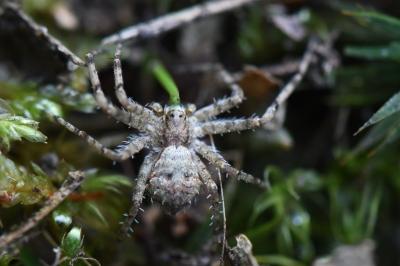 <i>Philodromus</i>