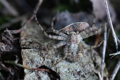 <i>Philodromus</i>
