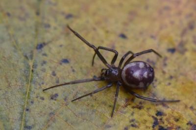 Steatoda grossa