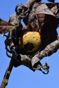 <i>Araneus marmoreus</i>