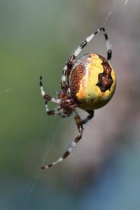 <i>Araneus marmoreus</i>