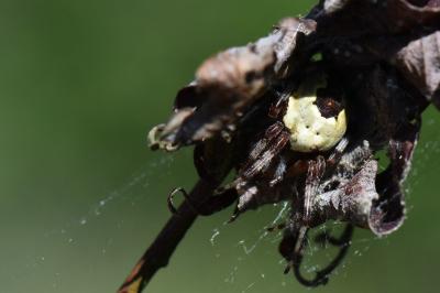 <i>Araneus marmoreus</i>