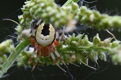 <i>Araneus marmoreus</i>