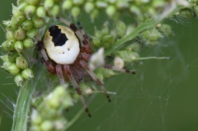Araneus marmoreus