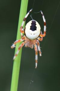<i>Araneus marmoreus</i>