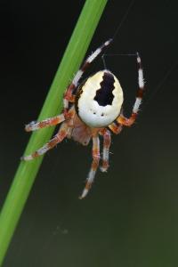 <i>Araneus marmoreus</i>