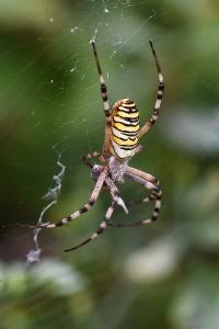 Épeire frelon