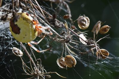 <i>Araneus marmoreus</i>