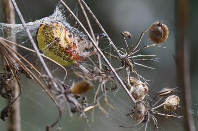 <i>Araneus marmoreus</i>