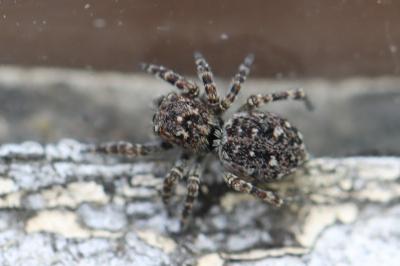 <i>Attulus pubescens</i>