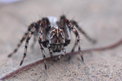 <i>Oxyopes</i>