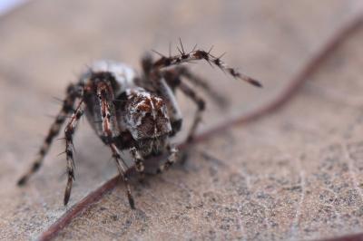 <i>Oxyopes</i>