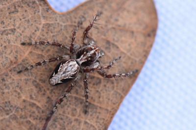 <i>Oxyopes</i>