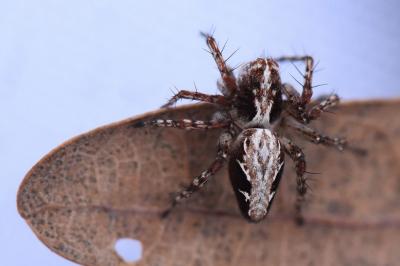 <i>Oxyopes</i>