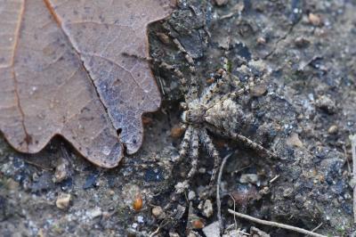 Philodromus margaritatus