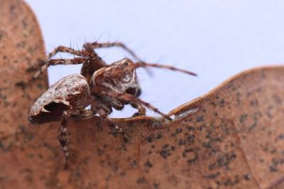 <i>Oxyopes</i>