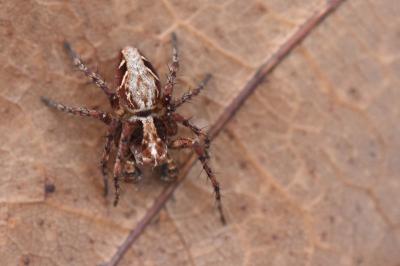 <i>Oxyopes</i>