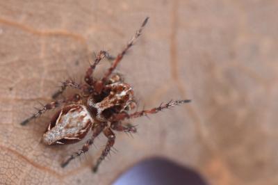 <i>Oxyopes</i>