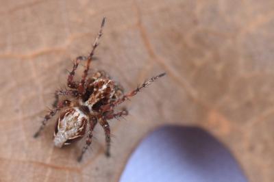 <i>Oxyopes</i>