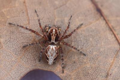 <i>Oxyopes</i>