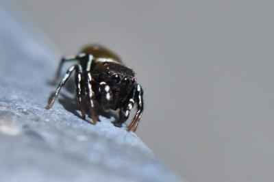 <i>Heliophanus kochii</i>