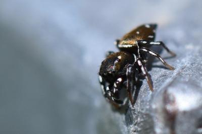 <i>Heliophanus kochii</i>