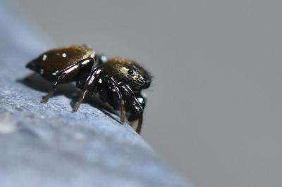 <i>Heliophanus kochii</i>