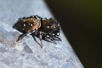 Heliophanus kochii