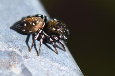 <i>Heliophanus kochii</i>
