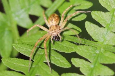 <i>Philodromus</i>