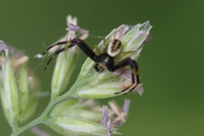 Misumène variable